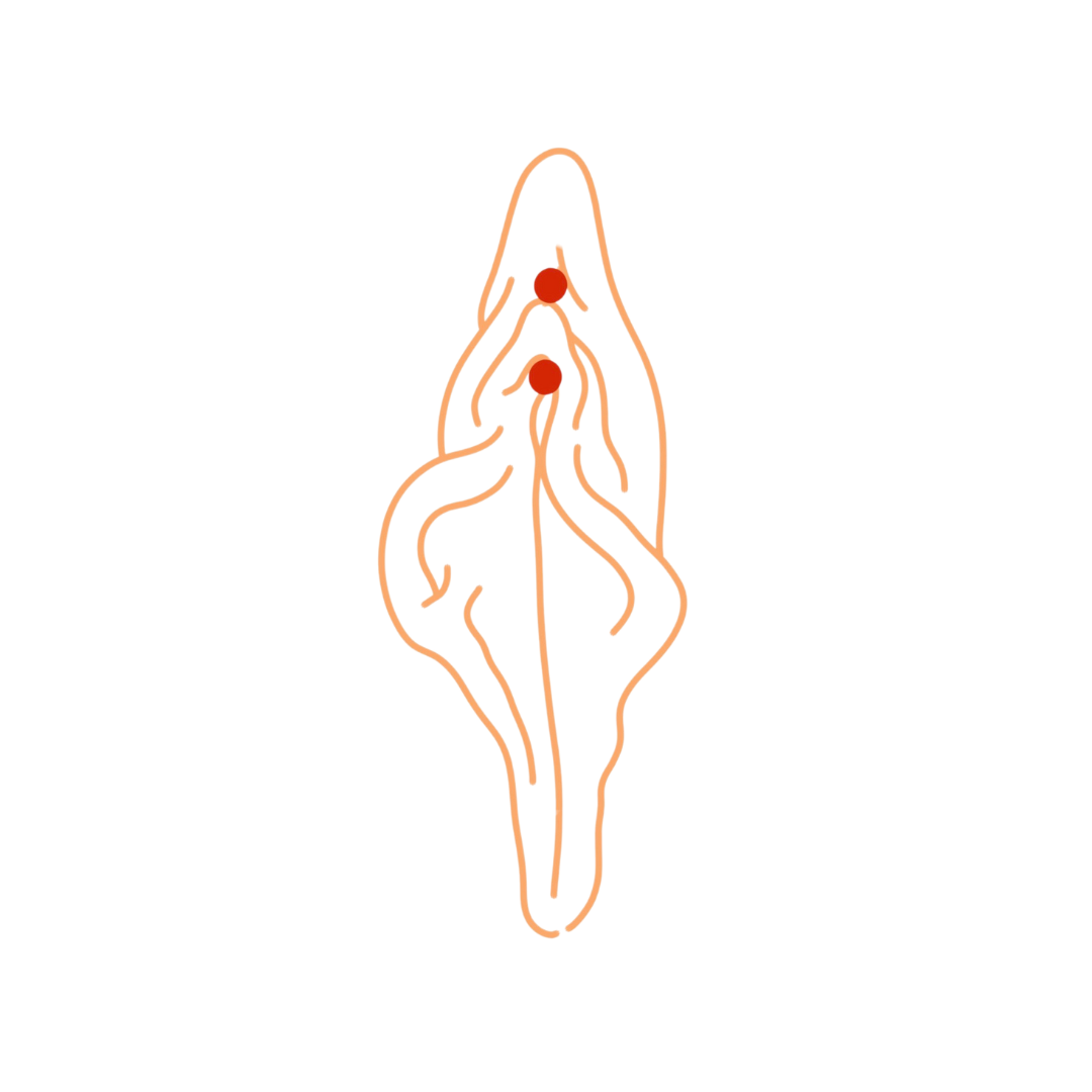Vulva Piercing